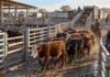 Mercado Agroganadero: 11.009 cabezas y máximos de $5.100 por kilo Hacienda bovina ingresando a los corrales del Mercado Agroganadero durante una jornada de comercialización.