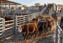 Mercado Agroganadero: 11.009 cabezas y máximos de $5.100 por kilo Hacienda bovina ingresando a los corrales del Mercado Agroganadero durante una jornada de comercialización.