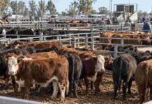 MAG: 7.482 cabezas y novillitos con un promedio de $4.427 por kilo Hacienda bovina en corrales del Mercado Agroganadero durante una jornada de comercialización, con novillos, novillitos y vaquillonas.