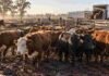Mercado Agroganadero: así quedaron los precios definitivos de la hacienda este martes 6 de octubre