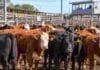 MAG: la oferta subió a 4.937 cabezas y novillitos y vaquillonas llegaron a $5.100 Bovinos en corrales del Mercado Agroganadero durante una jornada de comercialización de hacienda en Argentina.