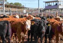 MAG: la oferta subió a 4.937 cabezas y novillitos y vaquillonas llegaron a $5.100 Bovinos en corrales del Mercado Agroganadero durante una jornada de comercialización de hacienda en Argentina.