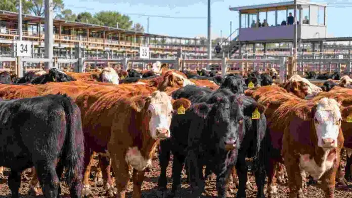 Bovinos en corrales del Mercado Agroganadero durante una jornada de comercialización de hacienda en Argentina.
