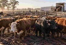 Mercado Agroganadero: así quedaron los precios definitivos de la hacienda este martes 6 de octubre
