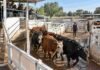 Mercado Agroganadero: baja oferta y novillitos con máximos de $5.050 este viernes Hacienda vacuna avanzando por los corrales durante una jornada de comercialización en el Mercado Agroganadero.