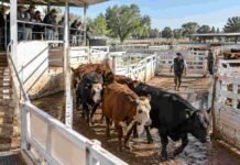 Mercado Agroganadero: baja oferta y novillitos con máximos de $5.050 este viernes Hacienda vacuna avanzando por los corrales durante una jornada de comercialización en el Mercado Agroganadero.