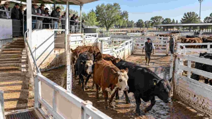 mercado-agroganadero-hacienda-rueda-precios-ruralnet Hacienda vacuna avanzando por los corrales durante una jornada de comercialización en el Mercado Agroganadero.