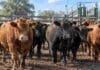 Mercado Agroganadero: novillitos tocaron los $5.000 y encabezaron los promedios Novillitos y hacienda bovina en corrales del Mercado Agroganadero durante una jornada de comercialización.