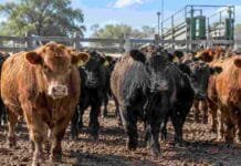 Mercado Agroganadero: novillitos tocaron los $5.000 y encabezaron los promedios Novillitos y hacienda bovina en corrales del Mercado Agroganadero durante una jornada de comercialización.