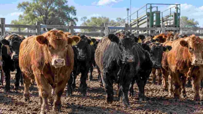 Novillitos y hacienda bovina en corrales del Mercado Agroganadero durante una jornada de comercialización.