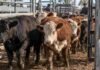 Mercado Agroganadero: ingresaron 6.746 cabezas y los novillitos alcanzaron máximos de $5.200 Novillitos y vaquillonas avanzan por una manga de clasificación en el Mercado Agroganadero, durante una jornada de comercialización de hacienda.