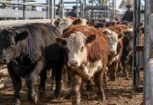 Mercado Agroganadero: ingresaron 6.746 cabezas y los novillitos alcanzaron máximos de $5.200 Novillitos y vaquillonas avanzan por una manga de clasificación en el Mercado Agroganadero, durante una jornada de comercialización de hacienda.