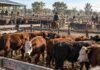 Mercado Agroganadero: así cerraron los precios de la hacienda este viernes 2 de octubre Hacienda vacuna en corrales del Mercado Agroganadero durante una jornada de comercialización y cierre de precios.