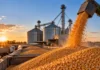 Soja, maíz y trigo: cómo cerraron los precios este viernes 30 de octubre en Rosario Descarga de maíz en una planta de acopio con silos y camiones cerealeros, ilustrando la actividad comercial del mercado argentino de granos.