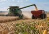 Granos: menos ofertas por soja y maíz en baja: el girasol se destacó en Rosario Cosechadora descargando grano en una tolva durante la recolección, con trigo, soja, maíz y girasol representados en el lote.