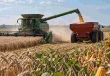 Granos: menos ofertas por soja y maíz en baja: el girasol se destacó en Rosario Cosechadora descargando grano en una tolva durante la recolección, con trigo, soja, maíz y girasol representados en el lote.