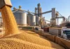 Granos en Rosario: el maíz bajó en el disponible, el trigo perdió valor y la soja resistió Descarga de granos en una terminal agroexportadora con silos, camiones y un buque cerealero, ilustrando la comercialización agrícola en Rosario.