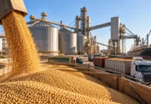 Granos en Rosario: el maíz bajó en el disponible, el trigo perdió valor y la soja resistió Descarga de granos en una terminal agroexportadora con silos, camiones y un buque cerealero, ilustrando la comercialización agrícola en Rosario.