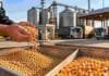 Granos: la soja recuperó ofertas abiertas en Rosario y el maíz sostuvo los negocios disponibles Operario revisando muestras de soja y maíz en una planta de acopio, con camiones y silos al fondo durante una jornada del mercado de granos.