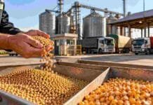 Granos: la soja recuperó ofertas abiertas en Rosario y el maíz sostuvo los negocios disponibles Operario revisando muestras de soja y maíz en una planta de acopio, con camiones y silos al fondo durante una jornada del mercado de granos.