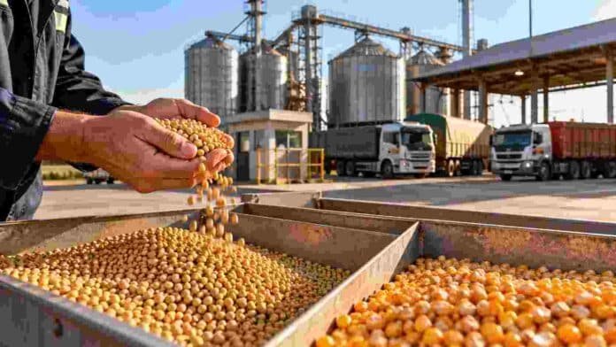 mercado-granos-soja-maiz-acopio-ruralnet Operario revisando muestras de soja y maíz en una planta de acopio, con camiones y silos al fondo durante una jornada del mercado de granos.