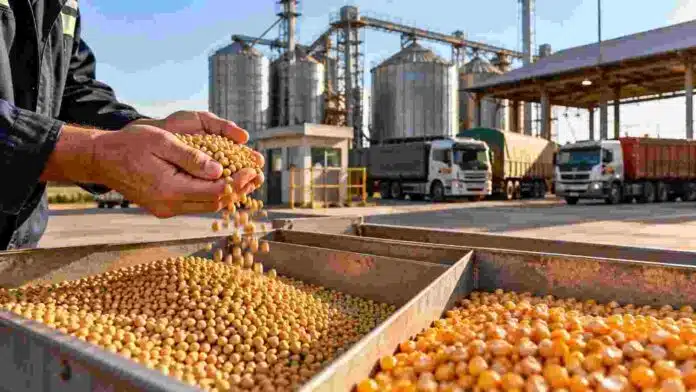 mercado-granos-soja-maiz-acopio-ruralnet Operario revisando muestras de soja y maíz en una planta de acopio, con camiones y silos al fondo durante una jornada del mercado de granos.
