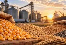 Granos: maíz mejora en las entregas diferidas y el trigo recupera interés por la nueva cosecha Maíz, soja, trigo y girasol en primer plano junto a una terminal portuaria, en una imagen ilustrativa del mercado de granos.