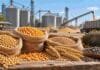 Granos: el USDA sacudió a Chicago: en Rosario la soja amplió ofertas y el girasol mejoró Soja, maíz, trigo y girasol en primer plano, con acopio y movimiento de granos al fondo en una jornada del mercado agrícola.