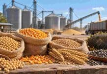 Granos: el USDA sacudió a Chicago: en Rosario la soja amplió ofertas y el girasol mejoró Soja, maíz, trigo y girasol en primer plano, con acopio y movimiento de granos al fondo en una jornada del mercado agrícola.