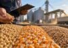 Granos: Rosario resiste la baja de Chicago, la soja lidera y el maíz amplía entregas hasta agosto Soja, maíz y trigo en primer plano durante una jornada de comercialización de granos, con silos, camiones y actividad de acopio al fondo.