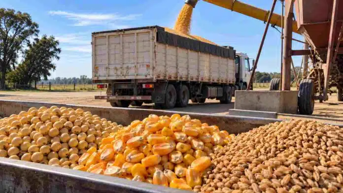Soja, maíz y trigo en primer plano durante una jornada de comercialización, con un camión recibiendo granos en una planta de acopio.