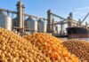 Granos: soja sostiene los negocios sin ofertas abiertas y el maíz cede para la nueva cosecha Soja, maíz y trigo en primer plano junto a una terminal de acopio y exportación, en una imagen ilustrativa del mercado de granos.