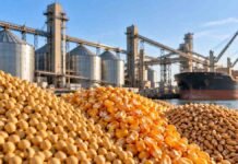 Granos: soja sostiene los negocios sin ofertas abiertas y el maíz cede para la nueva cosecha Soja, maíz y trigo en primer plano junto a una terminal de acopio y exportación, en una imagen ilustrativa del mercado de granos.
