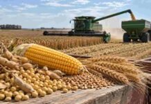 Granos: soja y maíz mejoraron en Rosario pese a las bajas de Chicago Soja, maíz y trigo en primer plano durante una cosecha, con maquinaria agrícola trabajando en el lote.