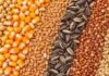 Granos: la soja recupera compradores en Rosario, mientras el trigo cae y el maíz se mantiene estable Soja, maíz, trigo, girasol, sorgo y cebada en una imagen ilustrativa del mercado de granos de Rosario.