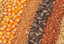 Granos: la soja recupera compradores en Rosario, mientras el trigo cae y el maíz se mantiene estable Soja, maíz, trigo, girasol, sorgo y cebada en una imagen ilustrativa del mercado de granos de Rosario.