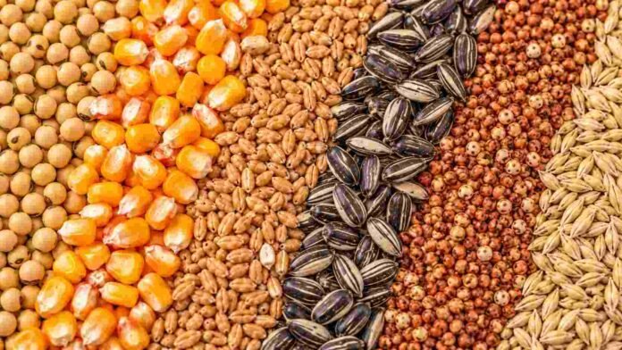 mercado-granos-soja-maiz-trigo-sorgo-ruralnet Soja, maíz, trigo, girasol, sorgo y cebada en una imagen ilustrativa del mercado de granos de Rosario.