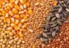 Sorgo vuelve al mercado en Rosario: bajan maíz y trigo y la soja queda sin ofertas abiertas Soja, maíz, trigo, girasol y sorgo representados en una imagen ilustrativa del mercado de granos de Rosario.