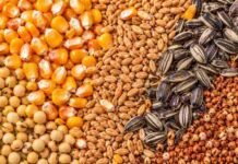 Sorgo vuelve al mercado en Rosario: bajan maíz y trigo y la soja queda sin ofertas abiertas Soja, maíz, trigo, girasol y sorgo representados en una imagen ilustrativa del mercado de granos de Rosario.