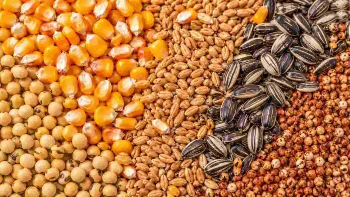 mercado-granos-soja-maiz-trigo-sorgo-ruralnet Soja, maíz, trigo, girasol y sorgo representados en una imagen ilustrativa del mercado de granos de Rosario.