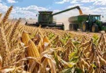 Trigo 2026/27: comenzó la cosecha en el norte con rindes que superan en más de 75% el promedio histórico mercado de granos-trigo-maíz-soja