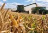 Granos: la soja volvió a tener ofertas en Rosario y el trigo mejoró para la nueva cosecha Trigo, maíz y soja en un lote agrícola, con cosechadora y tractor trabajando durante la recolección de granos.