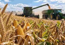 Granos: la soja volvió a tener ofertas en Rosario y el trigo mejoró para la nueva cosecha Trigo, maíz y soja en un lote agrícola, con cosechadora y tractor trabajando durante la recolección de granos.