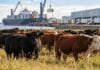 Carne vacuna: Brasil enfrenta presión comercial y Argentina podría crecer Ganado bovino frente a instalaciones portuarias y frigoríficas, en una imagen ilustrativa del comercio mundial de carne vacuna y las proyecciones del USDA para 2027.