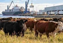 Carne vacuna: Brasil enfrenta presión comercial y Argentina podría crecer Ganado bovino frente a instalaciones portuarias y frigoríficas, en una imagen ilustrativa del comercio mundial de carne vacuna y las proyecciones del USDA para 2027.