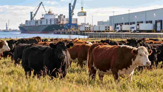 Ganado bovino frente a instalaciones portuarias y frigoríficas, en una imagen ilustrativa del comercio mundial de carne vacuna y las proyecciones del USDA para 2027.
