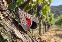 Mosca linterna manchada: la plaga ausente que puede viajar en objetos y afectar vid y frutales Mosca linterna manchada sobre una vid, plaga ausente en Argentina que puede afectar viñedos, frutales y especies forestales.