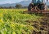 Mostaza contra hongos y nematodos: INTA evalúa su poder biofumigante en el suelo Cultivo de mostaza siendo incorporado al suelo con maquinaria agrícola para aprovechar su efecto biofumigante y mejorar la salud del suelo.