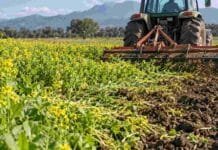 Mostaza contra hongos y nematodos: INTA evalúa su poder biofumigante en el suelo Cultivo de mostaza siendo incorporado al suelo con maquinaria agrícola para aprovechar su efecto biofumigante y mejorar la salud del suelo.