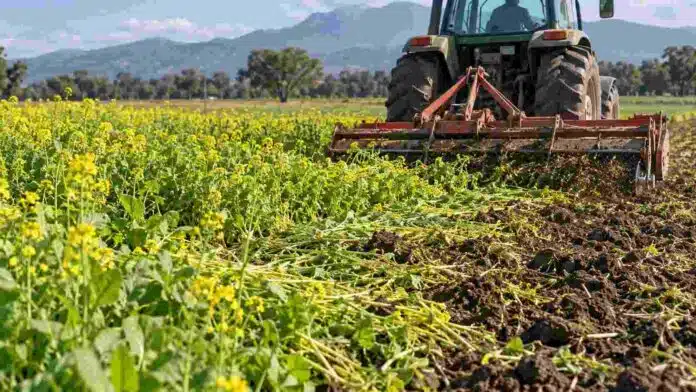 mostaza-biofumigante-incorporacion-suelo-ruralnet Cultivo de mostaza siendo incorporado al suelo con maquinaria agrícola para aprovechar su efecto biofumigante y mejorar la salud del suelo.